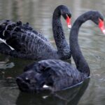 Traumberuf Bestatter: Ausbildung boomt – immer mehr junge Menschen, vor allem Frauen, steigen ein